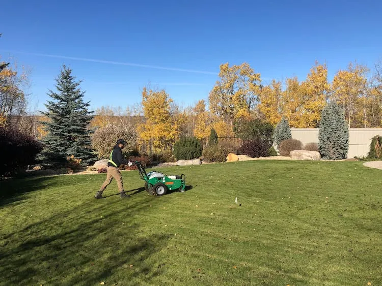 Healthy green lawn with flowering hydrangea after lawn care treatment