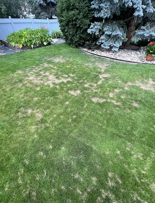 Green lawn with patchy brown spots showing fungal disease damage