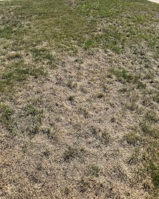 Dead and brown lawn showing extensive insect damage