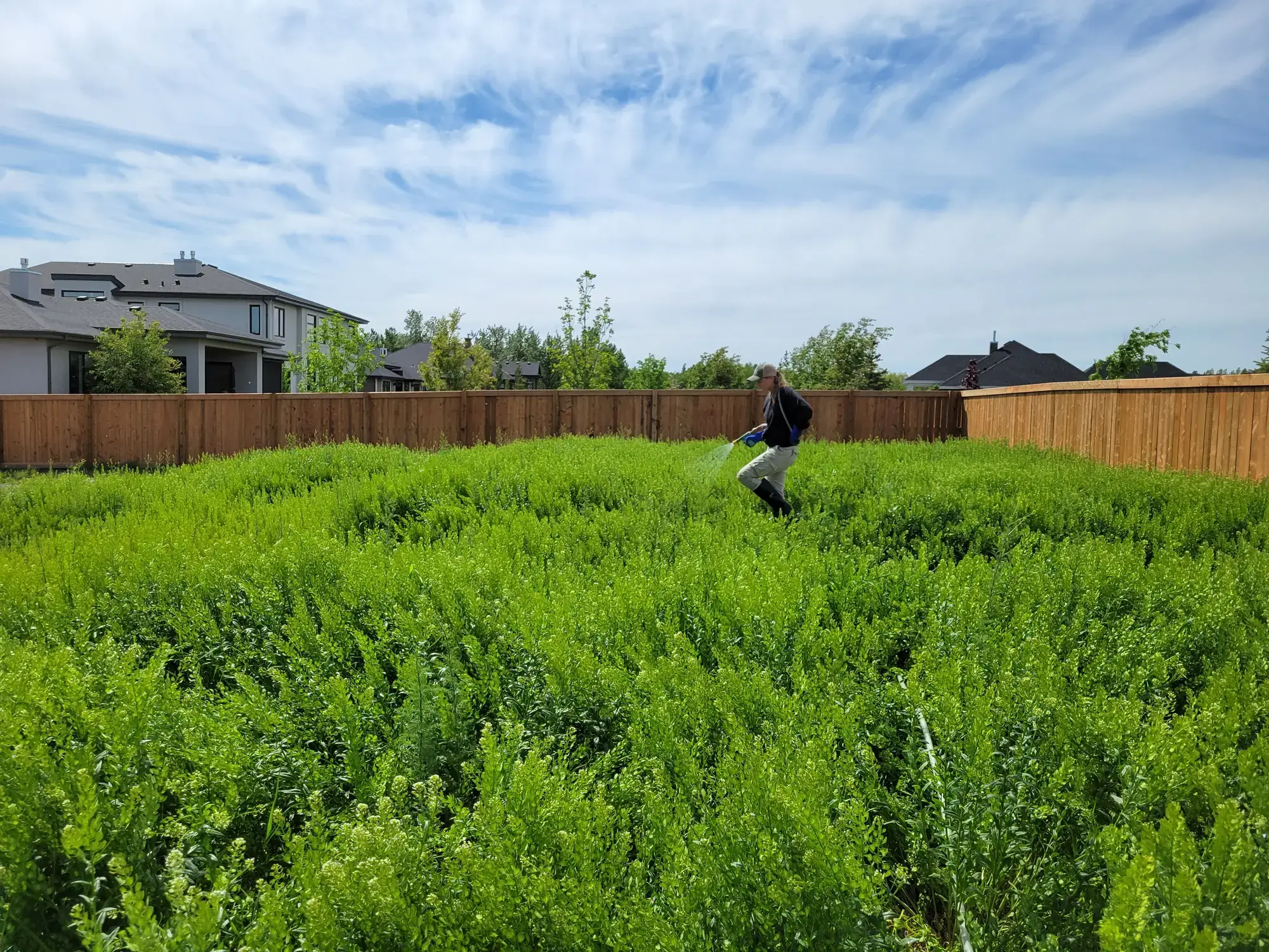 Weed control service