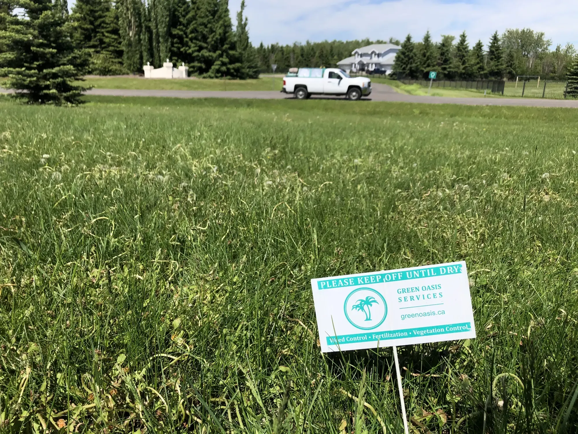 Same lawn after professional weed control treatment