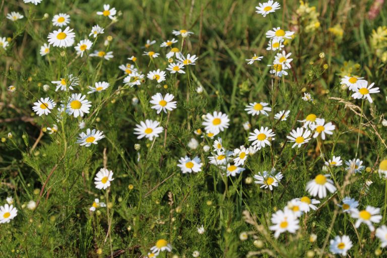 Common Noxious Weeds in Alberta – Scentless Chamomile - Weed Control ...