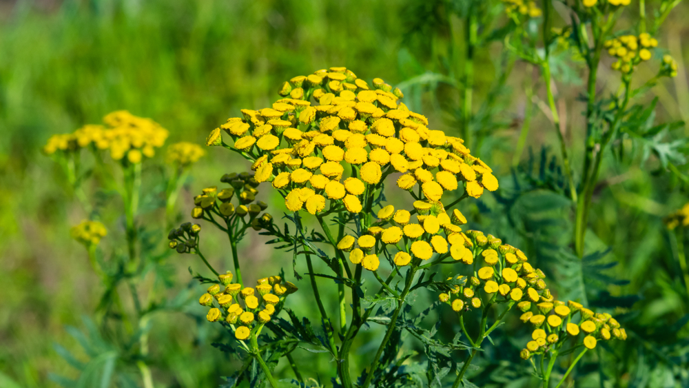 Noxious Weeds With Yellow Flowers